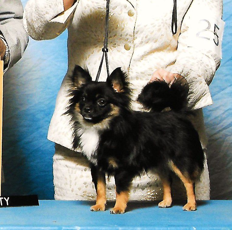Omega's Rocket Man | Chihuahua 