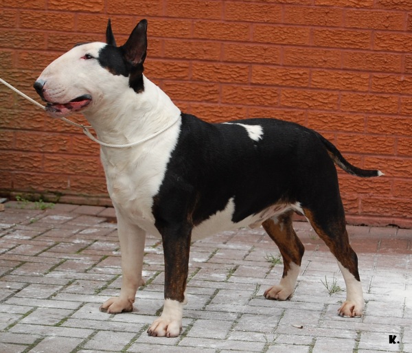 CANOLBARTHS JAN'S JUMBO AT LAYASSILB | Bull Terrier 