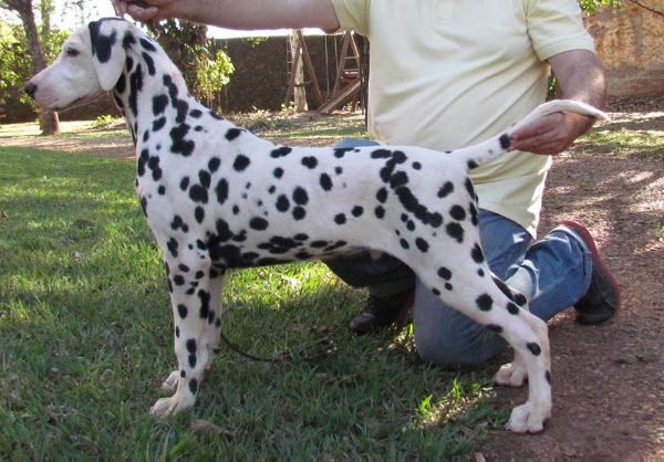 FRANK VON FEIGDALS | Dalmatian 