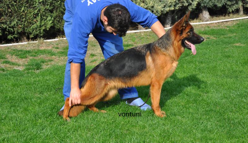 Zara von der Kocaeli | German Shepherd Dog 