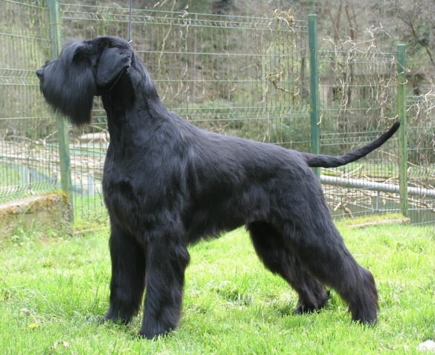 Stablemaster's Always Funny | Giant Schnauzer 