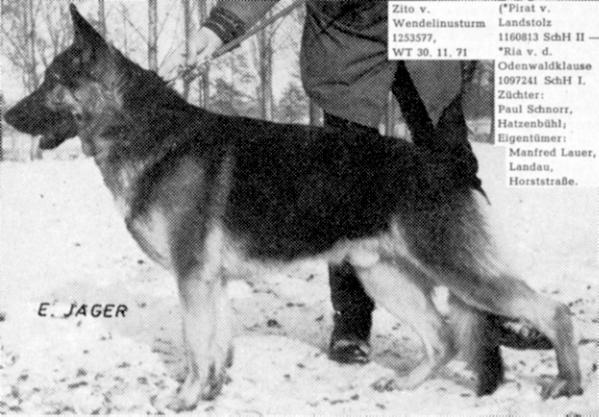 Zito v Wendelinnusturm | German Shepherd Dog 