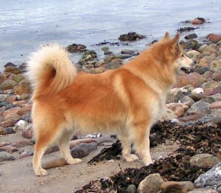 Vicky - NHSB2155368 | Icelandic Sheepdog 