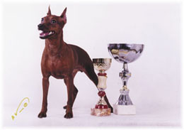 Malenkiy Kapitan Brandy Bay | Miniature Pinscher 