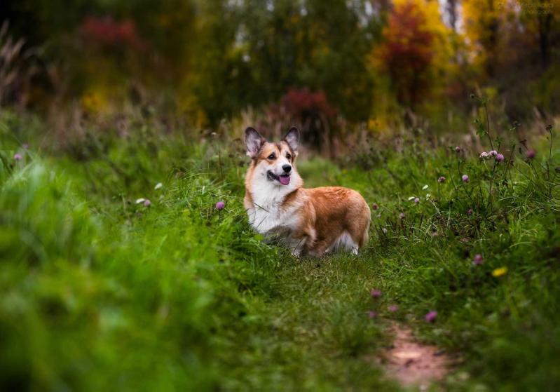Haus Beliv Zoue | Pembroke Welsh Corgi 