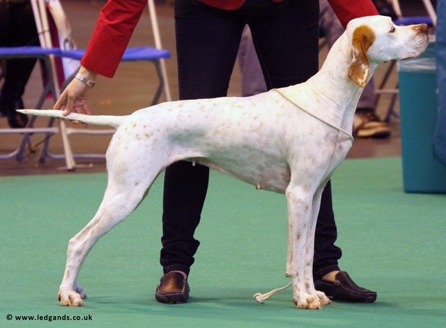 Pawprint Cool White Victory | Pointer 