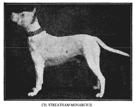 Streatham Monarch II | Bull Terrier 