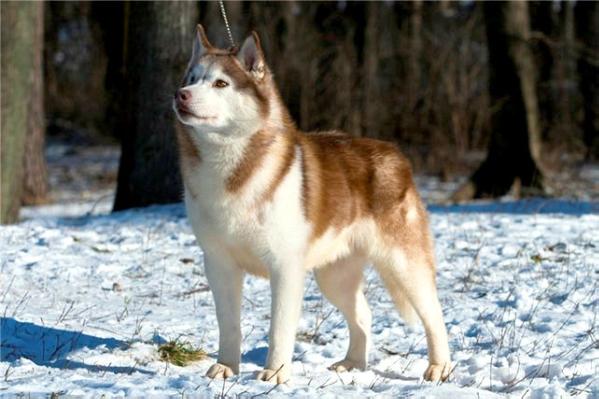 Quick-Eyed Yukon Tanana | Siberian Husky 
