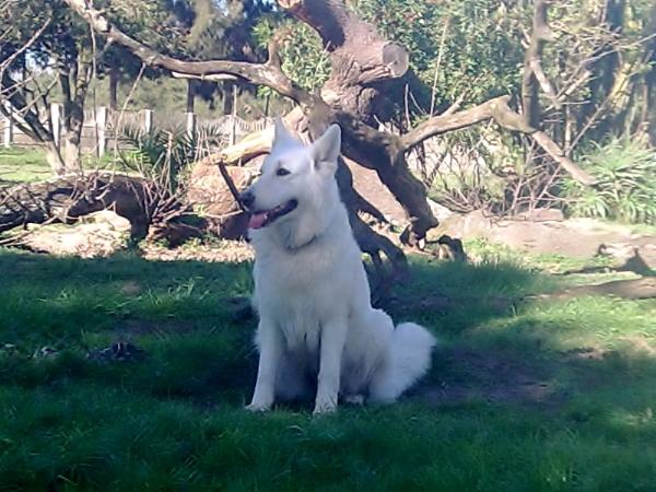 Dolittlefarm Bijou | White Swiss Shepherd Dog 