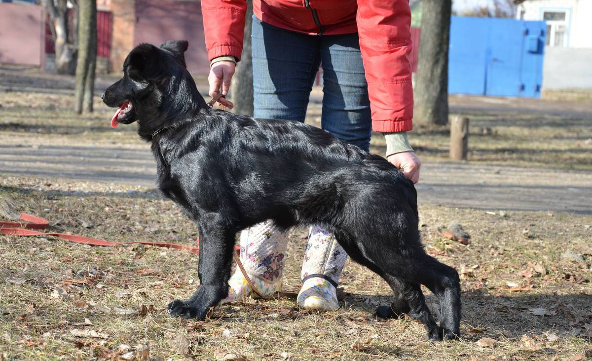 Regina Garde Tapfer | German Shepherd Dog 