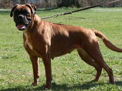 Fresca von Montana | Boxer 