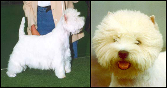 Eaghom Moneypenny | West Highland White Terrier 