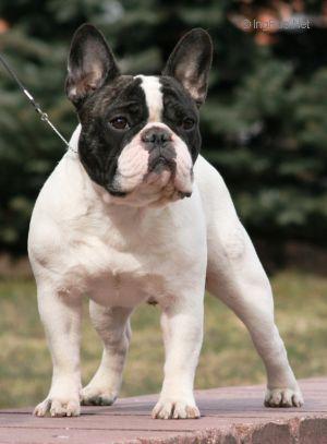 AVIGDORS GARGANTUA | French Bulldog 