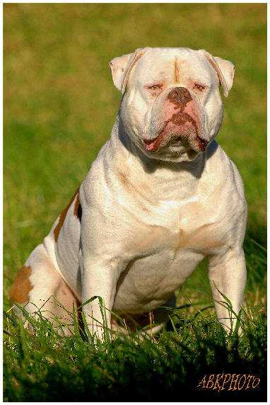 Warriorbull's/AWK's Argos of Americanpowerbull | Olde English Bulldogge 