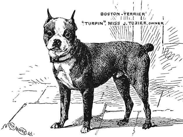 Turpin [Miss J. Tozier's] | Boston Terrier 