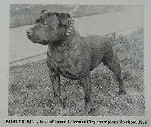 Buster Bill | Staffordshire Bull Terrier 