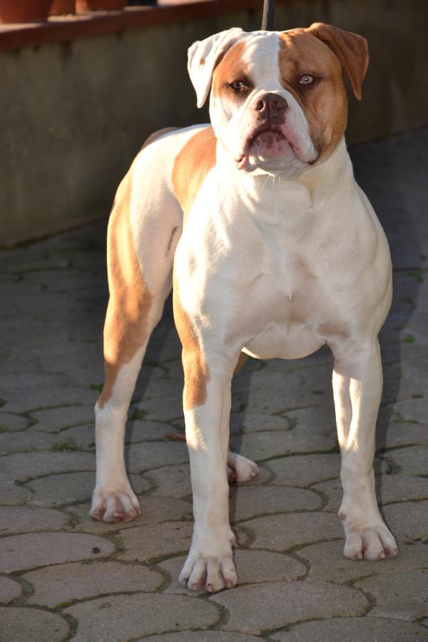 Trinabull Red Agave | American Bulldog 
