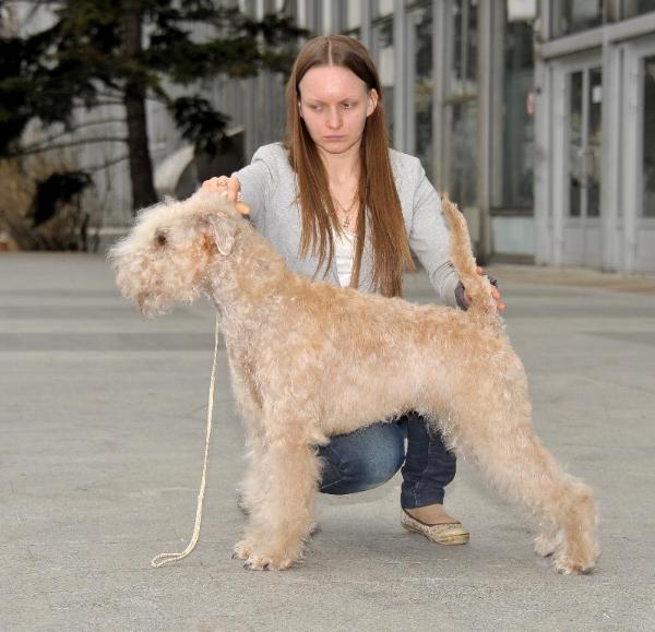 Franko valada'S ya to, chto nado | Soft Coated Wheaten Terrier 