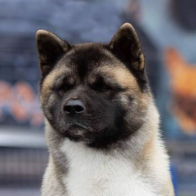 Nekmar Play Hard Go Faiter | Akita 