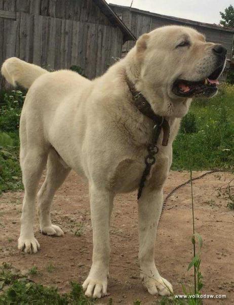 Kara kele hachil | Central Asian Shepherd Dog 