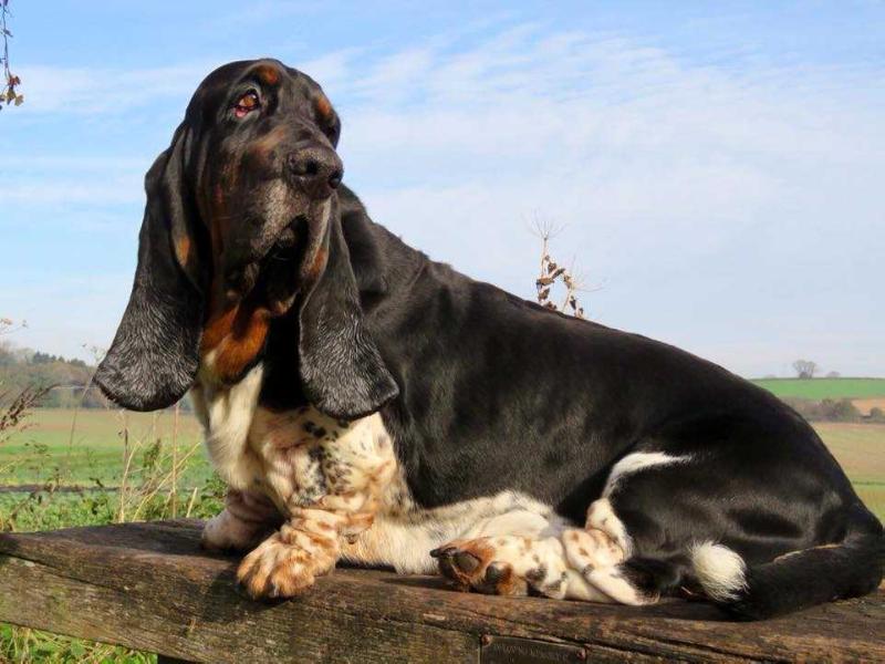 Darwin de La Casa de la Atalaya | Basset Hound 