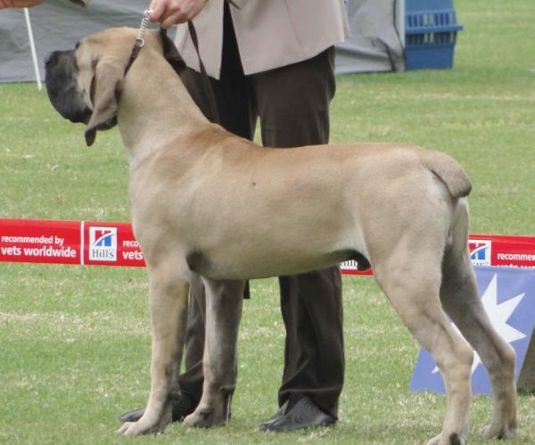 Tigerberg-Dragonlance Hannibal | African Boerboel 