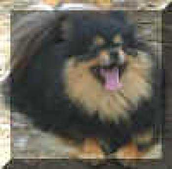 Bavanew's Black And Tan Dreamer | German Spitz 