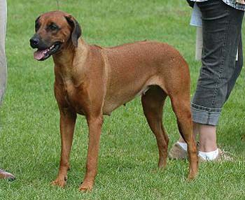 Vizara Likoma Lechaim | Rhodesian Ridgeback 