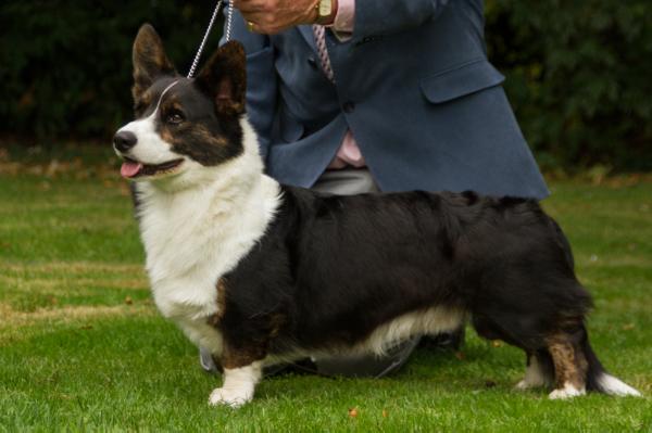 JOSETER MR. PARKINSON | Cardigan Welsh Corgi 