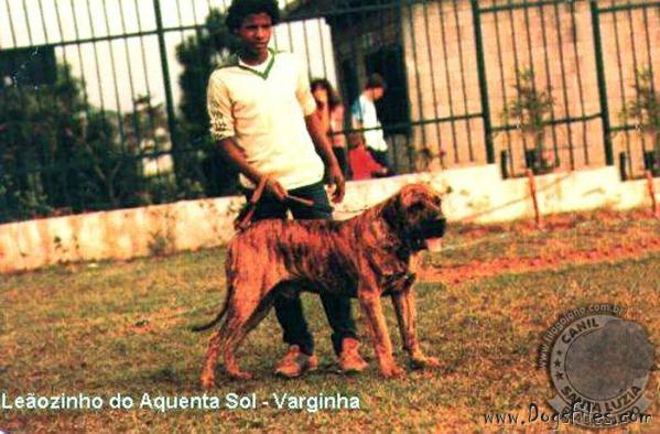 LEAOZINHO DO AQUENTA SOL | Fila Brasileiro 