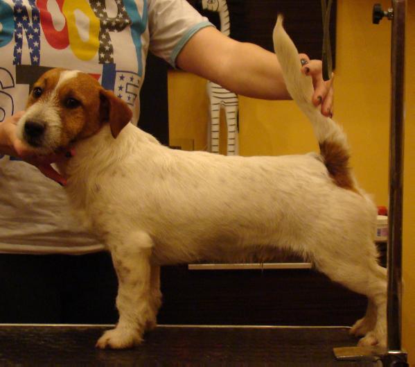 Armin van Armin Crazy Crys | Jack Russell Terrier 