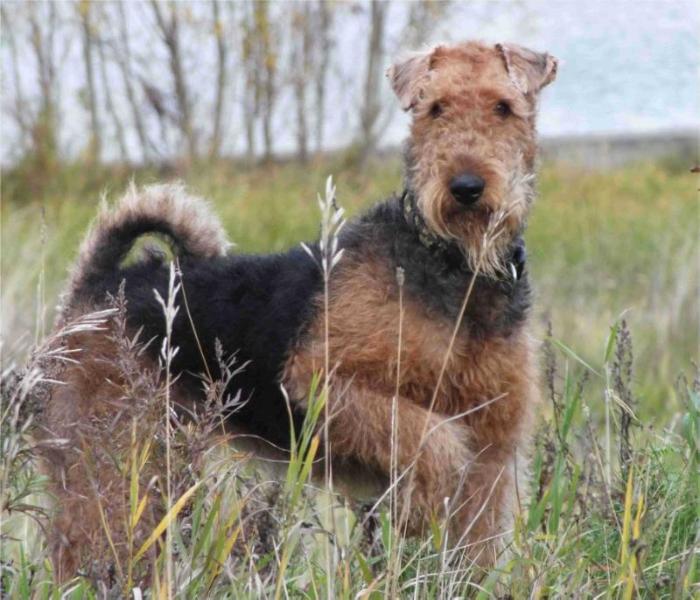 Helen's Brand AILEEN JEWEL | Airedale Terrier 