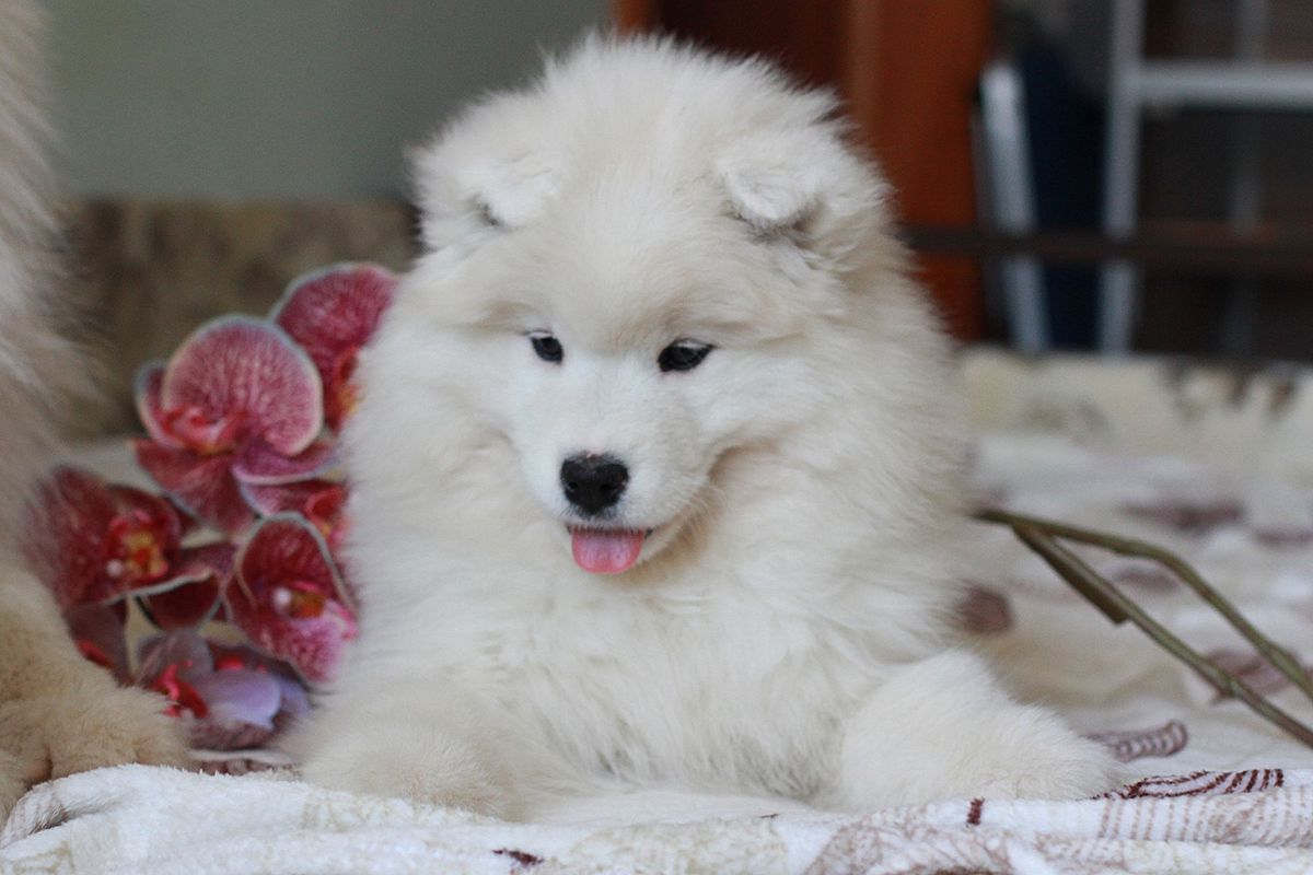 Radost Zhizni Shany | Samoyed 