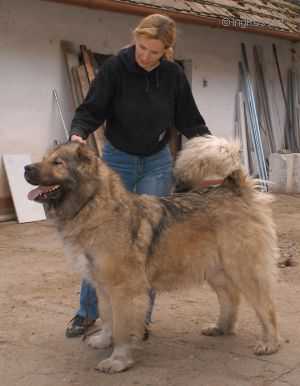 Istoma Iz Sokolinogo gnezda | Caucasian Mountain Dog 