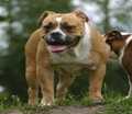 Bullforce Vienna | Olde English Bulldogge 