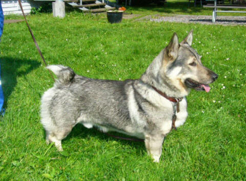 VESBÖGE VIKTOR | Swedish Vallhund 