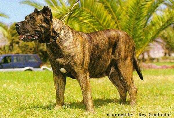 Tosca de Cielo de Canarias | Perro de Presa Canario 