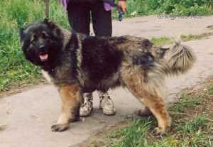 URZA (SOROKINA) | Caucasian Mountain Dog 