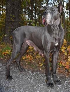 Mercedes Of Southern Blue | Great Dane 