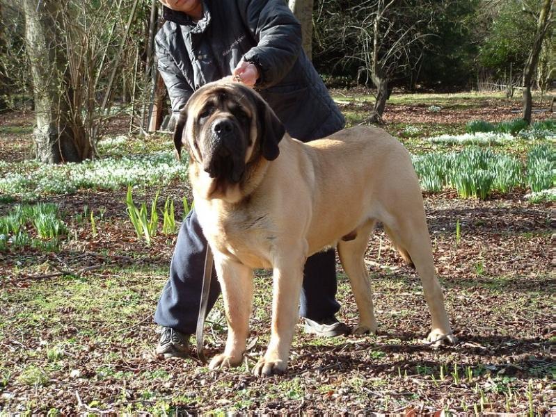 Faynad king of our cottage | Mastiff 