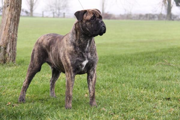 OPTIMUS SCARLET | Bullmastiff 