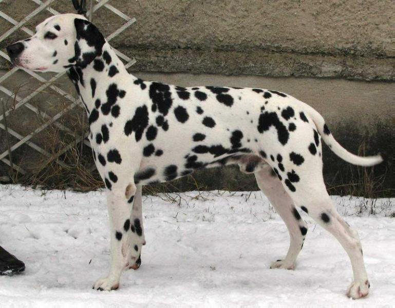 Ottopojan Valloittaja | Dalmatian 