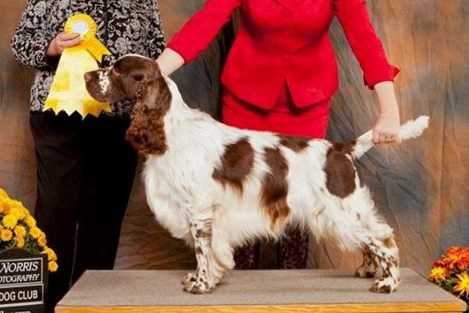 Adamant's Riding High | English Springer Spaniel 