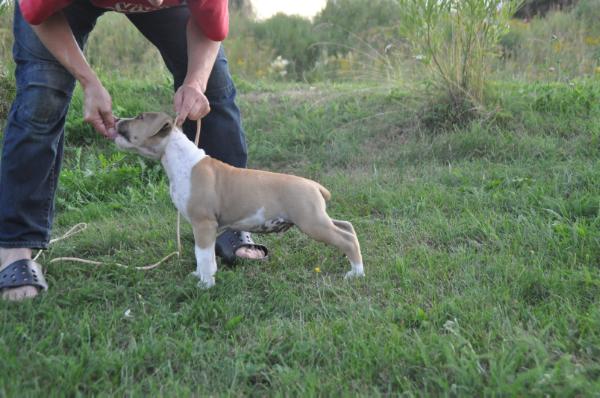 Smokey´s CALVIN KLEIN | American Staffordshire Terrier 