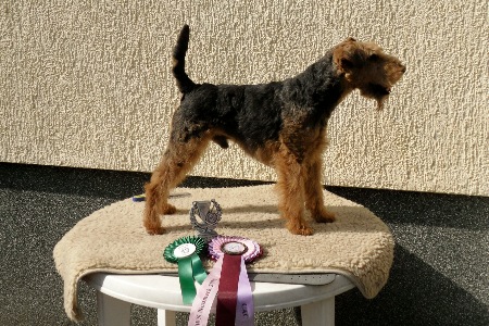 Kunze´s Sonny Boy | Welsh Terrier 