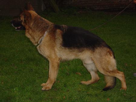 Xandro v. Fortunahof | German Shepherd Dog 