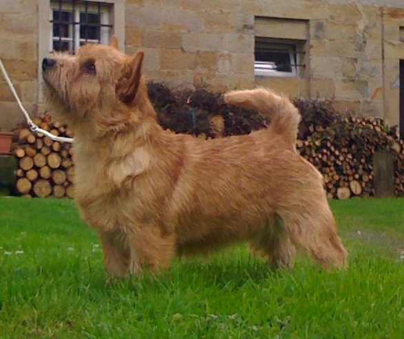 Yunga Skip Iz Plushevich Snov | Norwich Terrier 