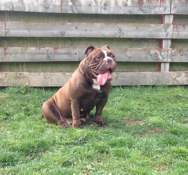 Carnegies Brooklyn @Carrs | Olde English Bulldogge 