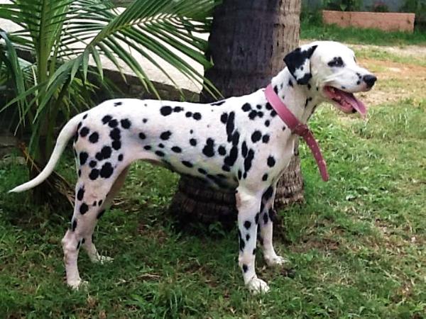 Giovanna of Avalon Land | Dalmatian 