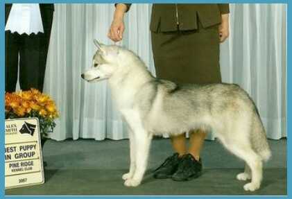 Ziemabora's Dressed To Kill | Siberian Husky 